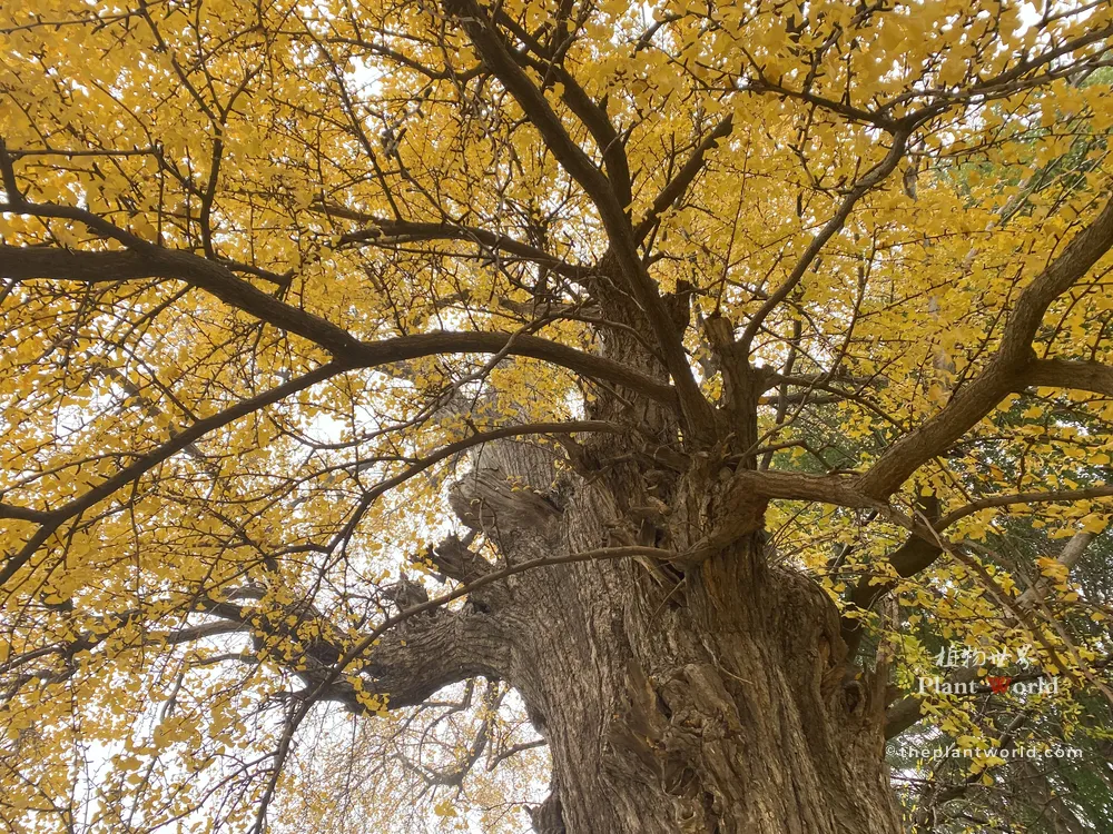 Looking up at a majestic, centuries-old ancient ginkgo tree from the Tang Dynasty, with a thick weathered trunk and a canopy of brilliant golden leaves.