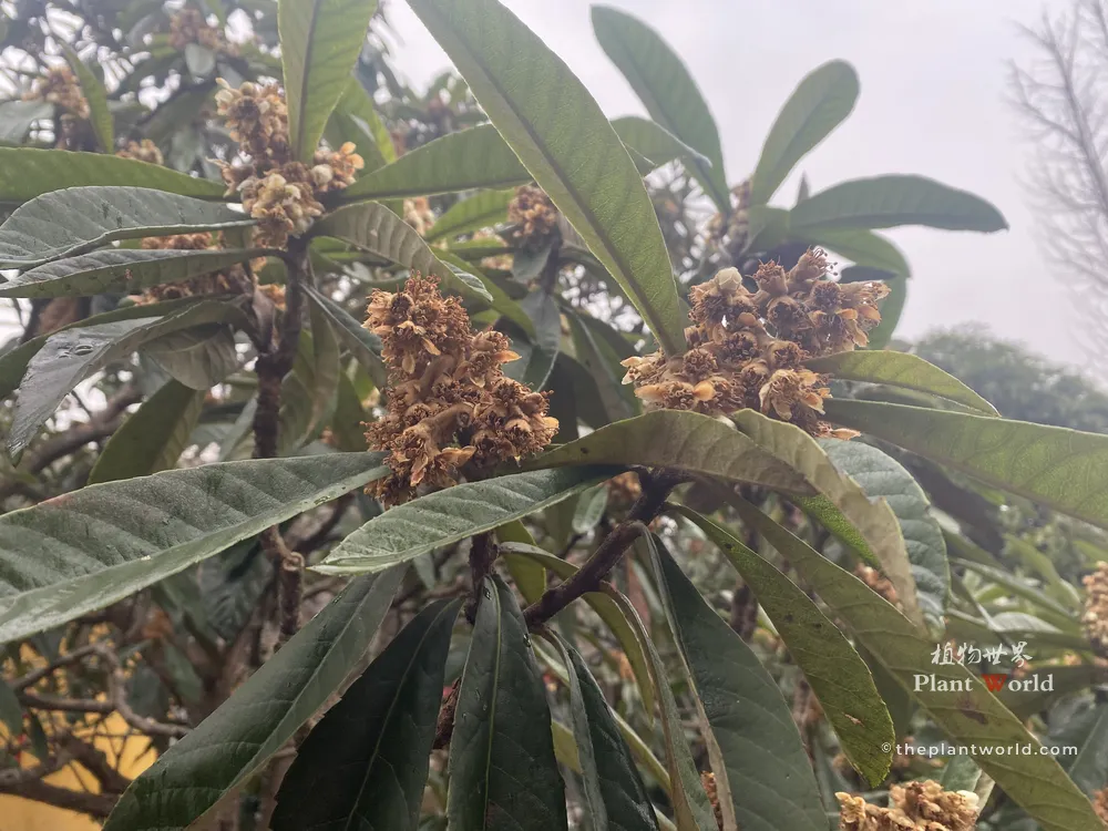 A close-up of Chinese loquat tree blossoms at the end of their flowering stage, with withered petals and brownish dried calyxes preparing to form young fruits.