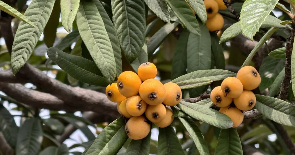 A close-up shot of ripe, golden-yellow Chinese loquat fruits clusters nestled among thick, textured evergreen leaves on a loquat tree.