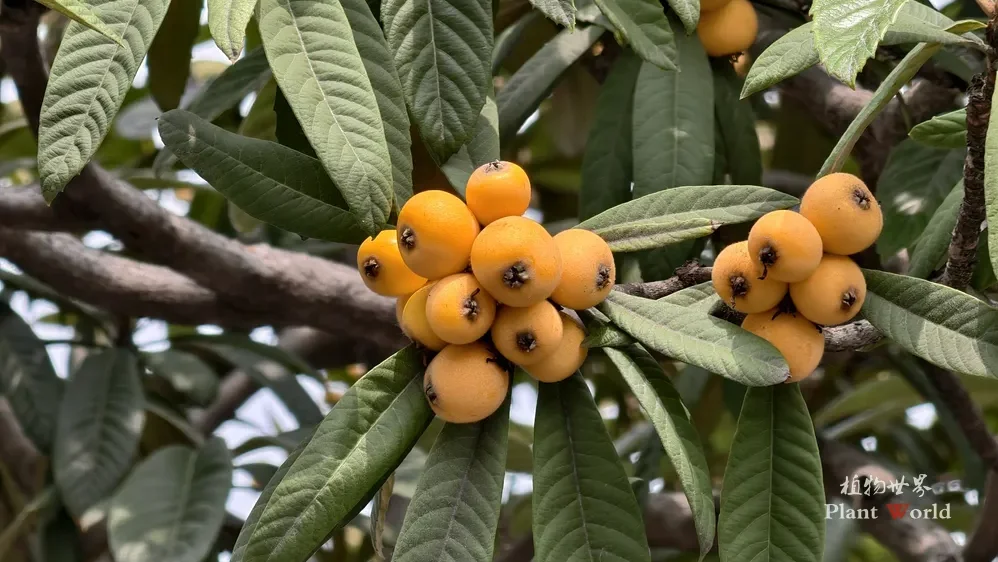 A close-up shot of ripe, golden-yellow Chinese loquat fruits clusters nestled among thick, textured evergreen leaves on a loquat tree.