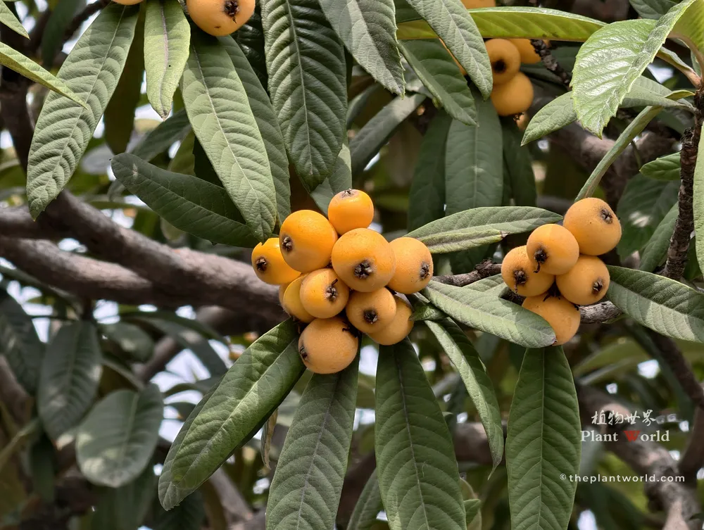 A close-up shot of ripe, golden-yellow Chinese loquat fruits clusters nestled among thick, textured evergreen leaves on a loquat tree.
