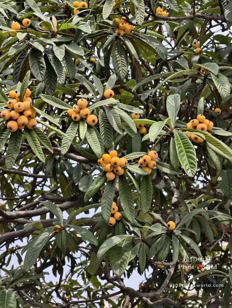 A full view of a mature Chinese loquat tree canopy with dense evergreen foliage and numerous branches heavily laden with ripe yellow fruits.