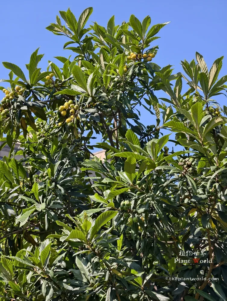A vibrant full view of a Chinese loquat tree canopy against a clear blue sky, showing different fruit ripening stages with both green young loquats and golden ripe clusters on the branches.