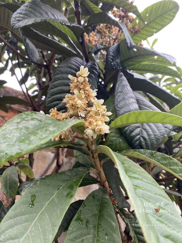 A detailed close-up of a Chinese loquat tree panicle inflorescence, showing clusters of tiny creamy-white winter flowers with brownish-yellow fuzzy calyxes surrounded by deep green foliage.