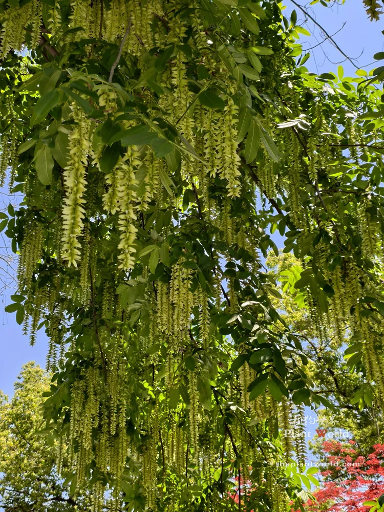 A beautiful canopy of Pterocarya stenoptera (Chinese wingnut) filled with cascading, long green strings of winged fruits against a clear blue sky.