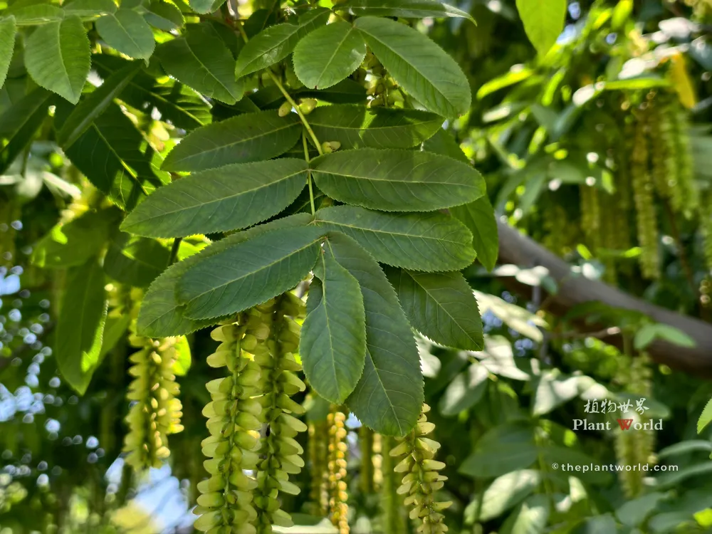 Pterocarya stenoptera Leaves and Winged Fruits Close-up A close-up shot of the pinnate leaves and long, pendulous strings of winged fruits (samaras) of Pterocarya stenoptera (Chinese wingnut).