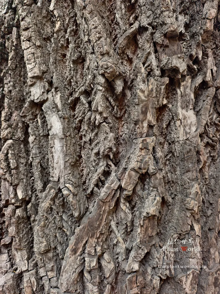 A detailed macro photograph showing the rough, deeply fissured, and ridged bark texture of a mature Pterocarya stenoptera (Chinese wingnut) tree trunk.