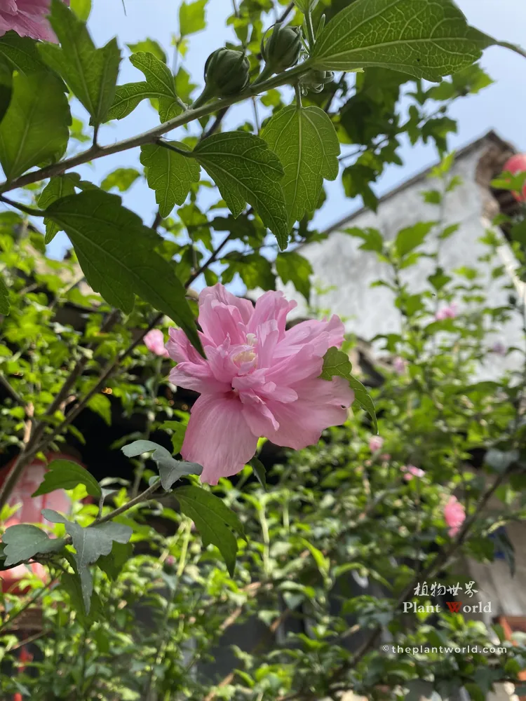 A close-up shot of a pink double-flowered Rose of Sharon blooming on a branch with green buds, set against a blurred historical Chinese brick wall and red lantern.