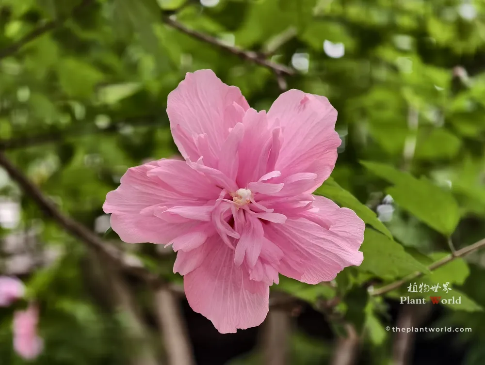 A vibrant front-view shot of a pink double-flowered Rose of Sharon tree blossom (Hibiscus syriacus) with layered, ruffled petals blooming on a branch with green leaves.