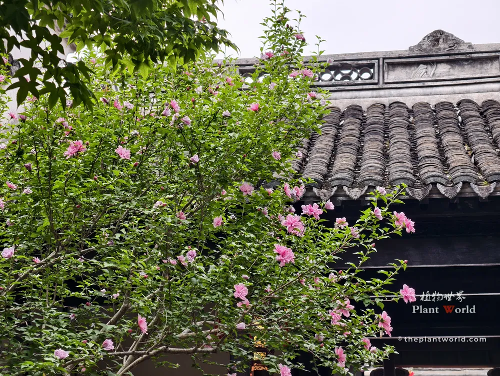 A mature, full-grown Rose of Sharon tree (Hibiscus syriacus) blooming with abundant pink flowers next to a traditional Chinese architecture building with grey tiled roofs in Huishan Ancient Town, Wuxi.