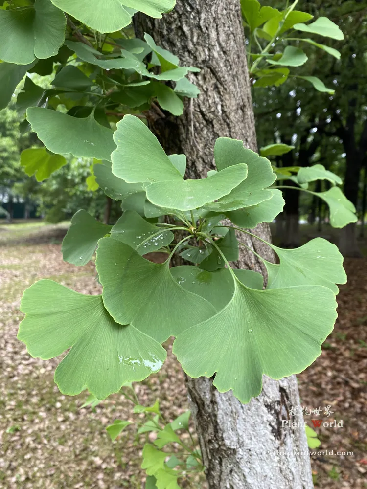 Vibrant green ginkgo leaves with raindrops on a rustic tree trunk, showcasing the distinct two-lobed fan shape that symbolizes spiritual balance.