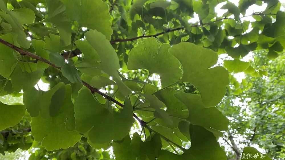 Sunlight filtering through fresh green ginkgo leaves, creating a calm and mindful atmosphere that embodies the ginkgo leaf spiritual meaning of inner peace.
