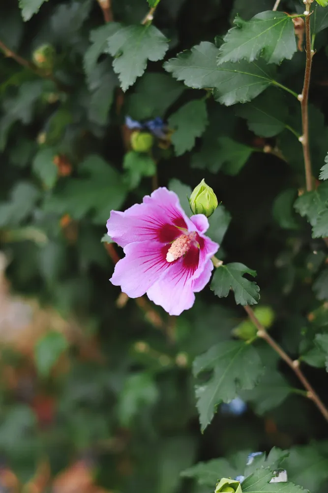 A close-up of a dark pink Hibiscus syriacus Aphrodite flower with a deep red eye