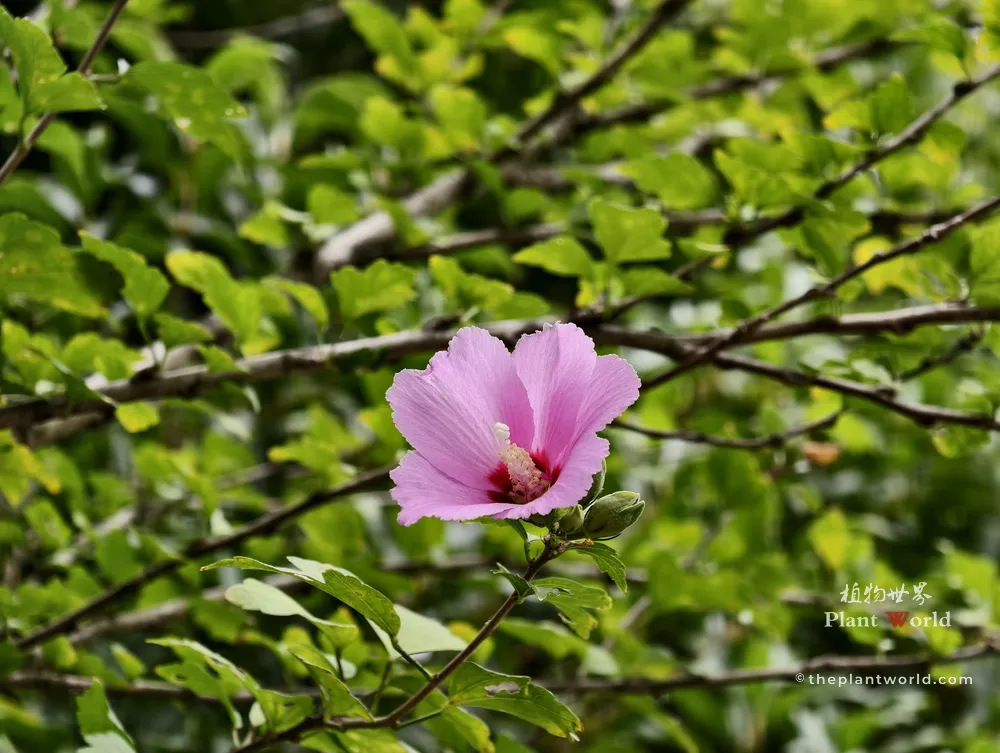 A single pink Hibiscus syriacus Aphrodite flower with a deep red central eye, blooming on a leafy branch with a soft green foliage background.