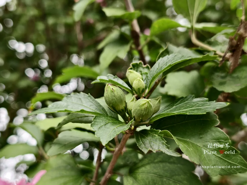 Cluster of immature green flower buds and deeply-lobed leaves of a Hibiscus syriacus bush.