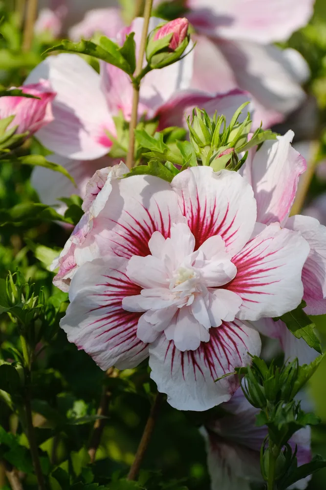 Soft blush-pink Hibiscus syriacus Pink Chiffon flower adorned with radiating crimson veins