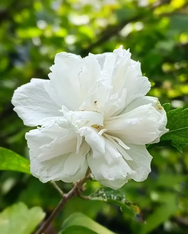 Soft blush-pink Hibiscus syriacus Pink Chiffon flower adorned with radiating crimson veins