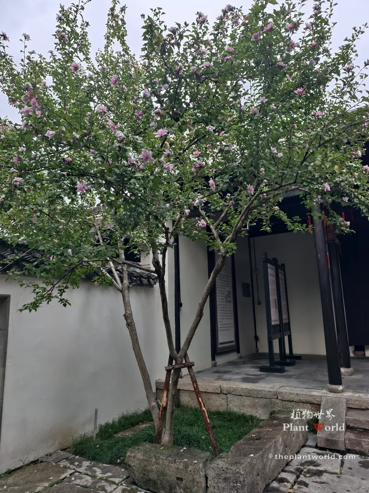 A mature, full-grown Rose of Sharon tree blooming with pink flowers against a white garden wall, exhibiting standard tree height and upright growth habit.