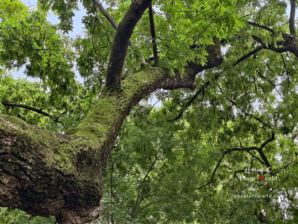 Moss-Covered Trunk of an Ancient Chinese Wingnut Tree An ancient Chinese wingnut tree (Pterocarya stenoptera) featuring a thick, moss-covered trunk with cascading green winged fruits in the background.