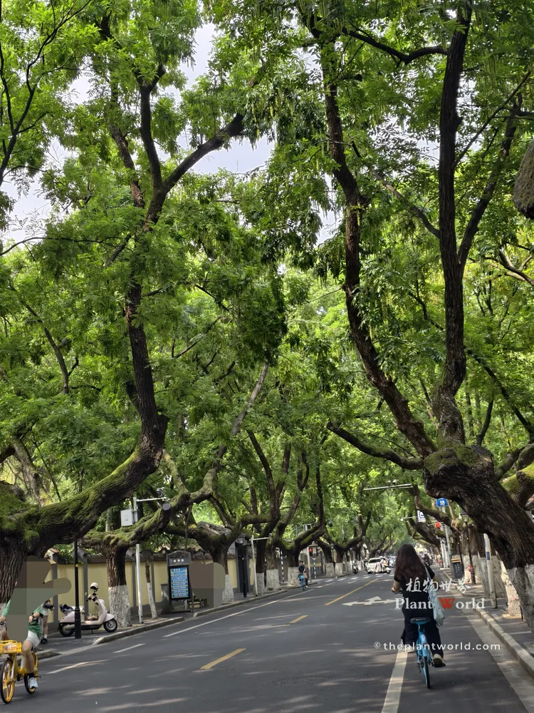 90-Year-Old Chinese Wingnut Street Trees on Yihe Road, Nanjing A historic green tunnel formed by 90-year-old Chinese wingnut trees (Pterocarya stenoptera) lining Yihe Road in Nanjing, Jiangsu.
