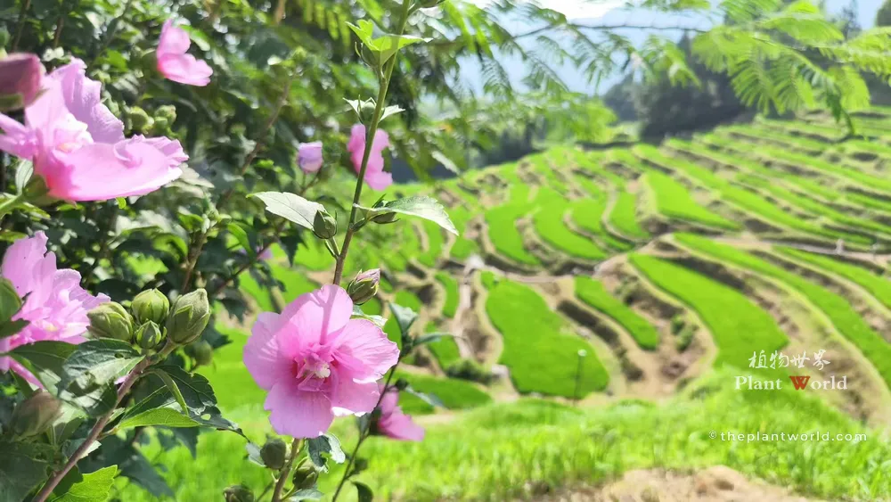 A vibrant pink Hibiscus syriacus flower in the foreground with lush green terraced rice fields in the background of rural China.