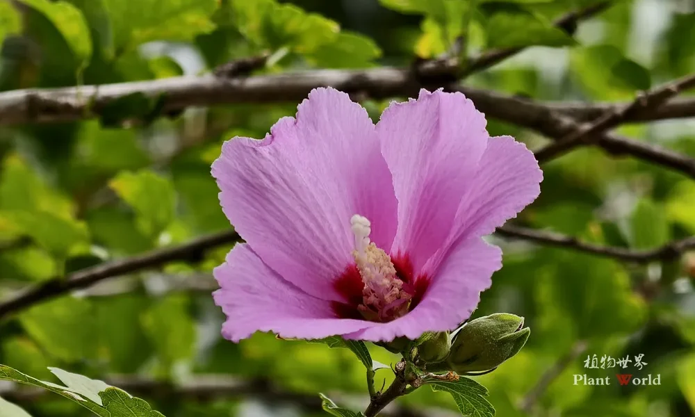A close-up shot of a native Chinese Rose of Sharon tree blossom (Hibiscus syriacus) with lavender-pink petals and a deep red eye center, featuring a small green bud on a branch.