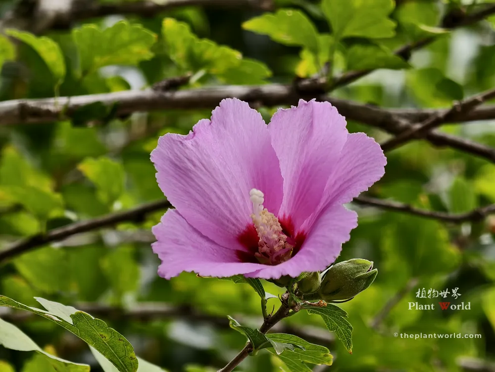 A close-up shot of a native Chinese Rose of Sharon tree blossom (Hibiscus syriacus) with lavender-pink petals and a deep red eye center, featuring a small green bud on a branch.