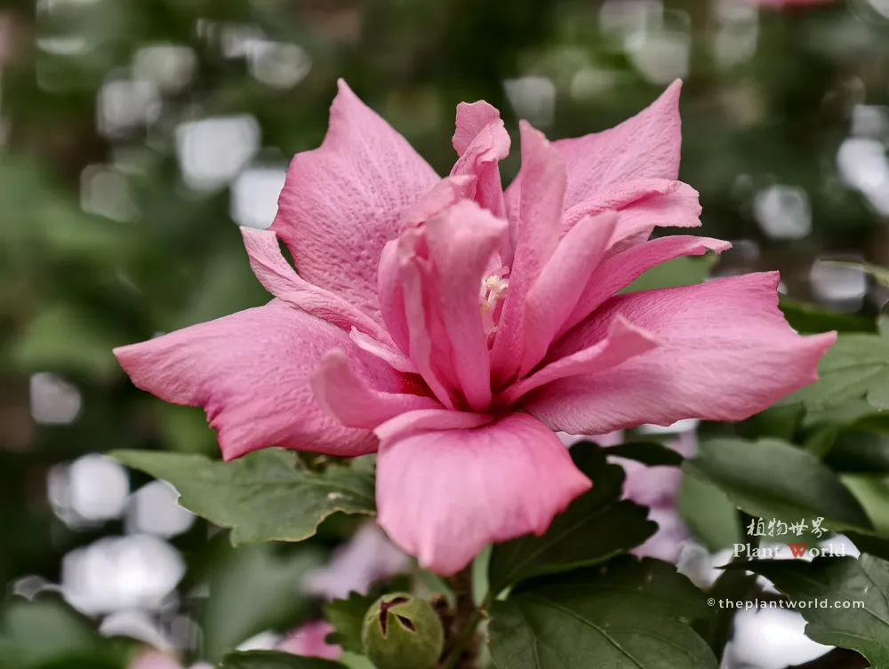 An ultra-close-up macro shot of a vibrant pink double Rose of Sharon flower showcasing intricate ruffled petals with soft background bokeh.