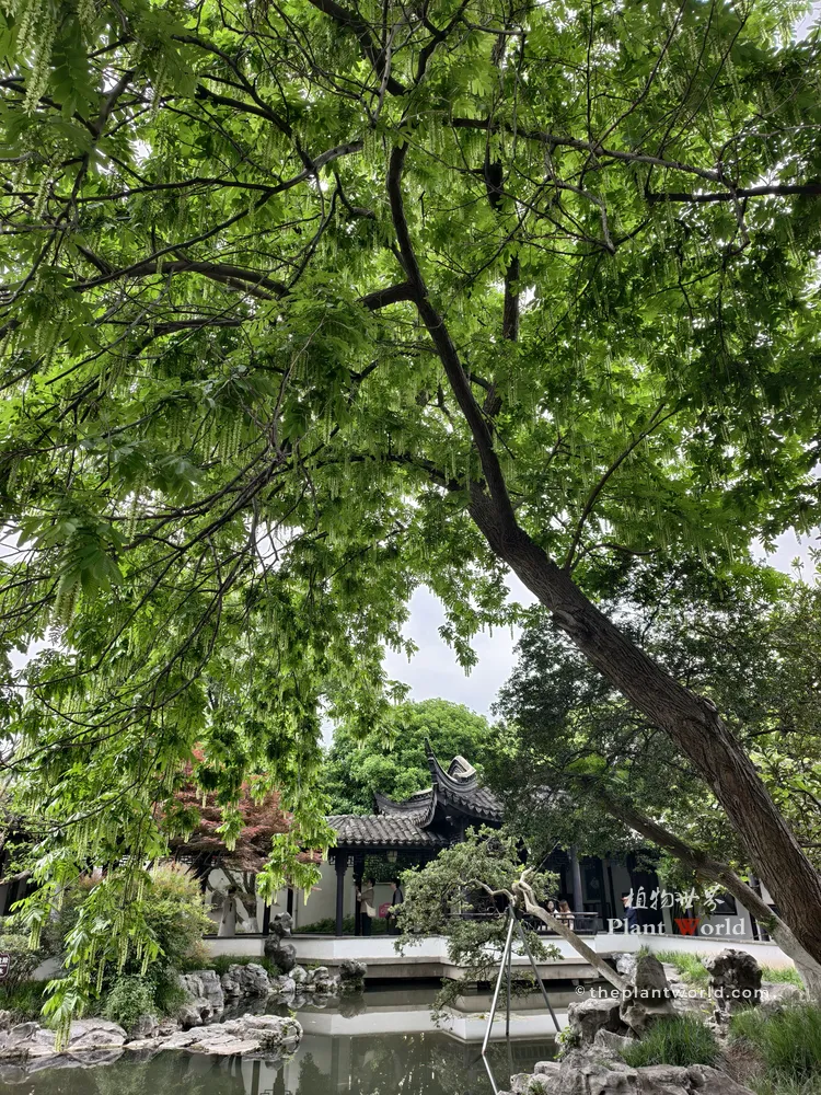 Chinese Wingnut Tree in a Traditional Suzhou Style Garden A mature Chinese wingnut tree (Pterocarya stenoptera) with hanging green catkins over a traditional Jiangnan style garden pavilion and pond.