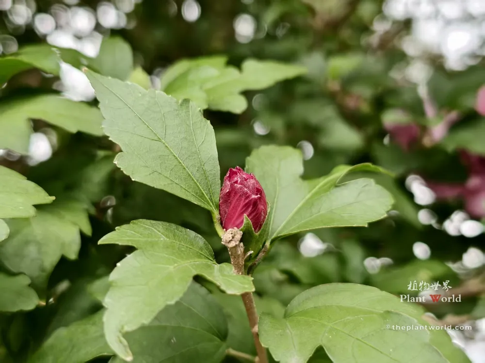 A close-up of a deep pink Rose of Sharon flower bud developing in the leaf axil, showcasing the serrated green foliage.