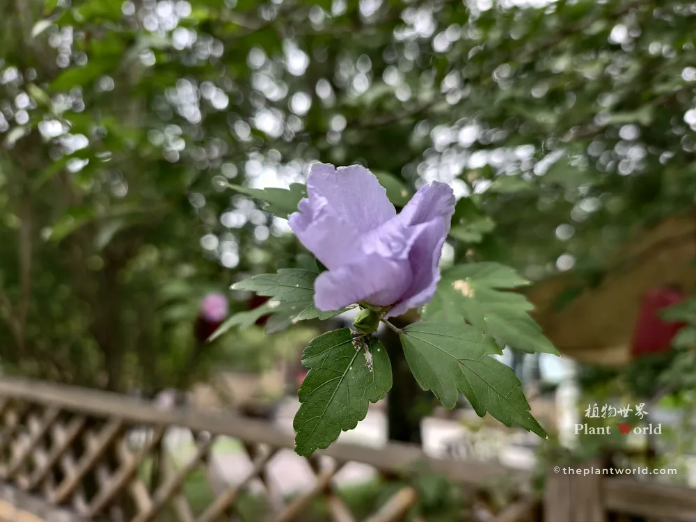 A lavender-purple Rose of Sharon flower blooming next to a traditional garden lattice fence.
