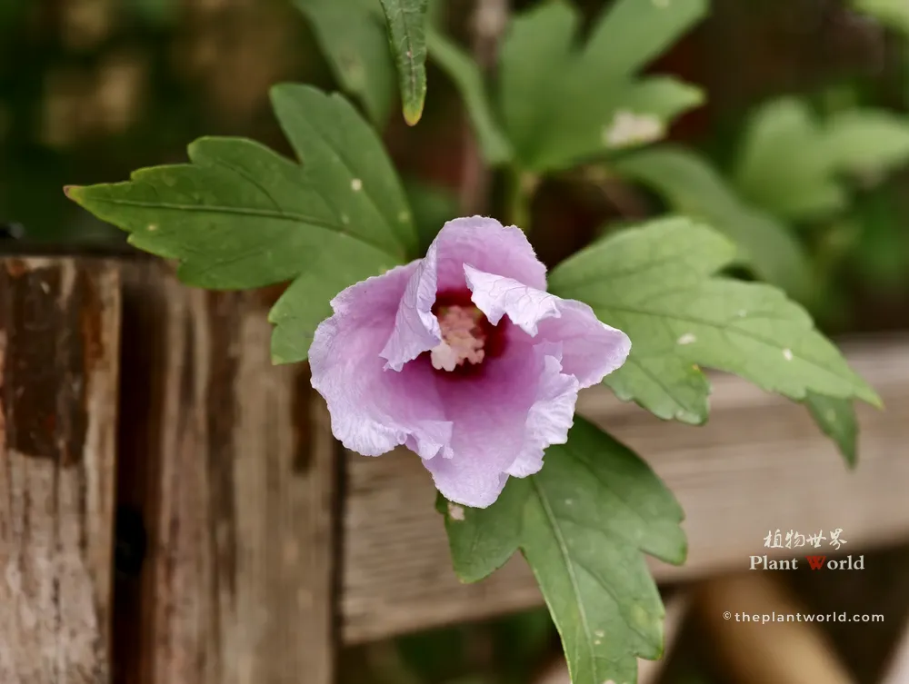 A closely pruned Rose of Sharon bush with a pink flower blooming against a rustic wooden garden fence
