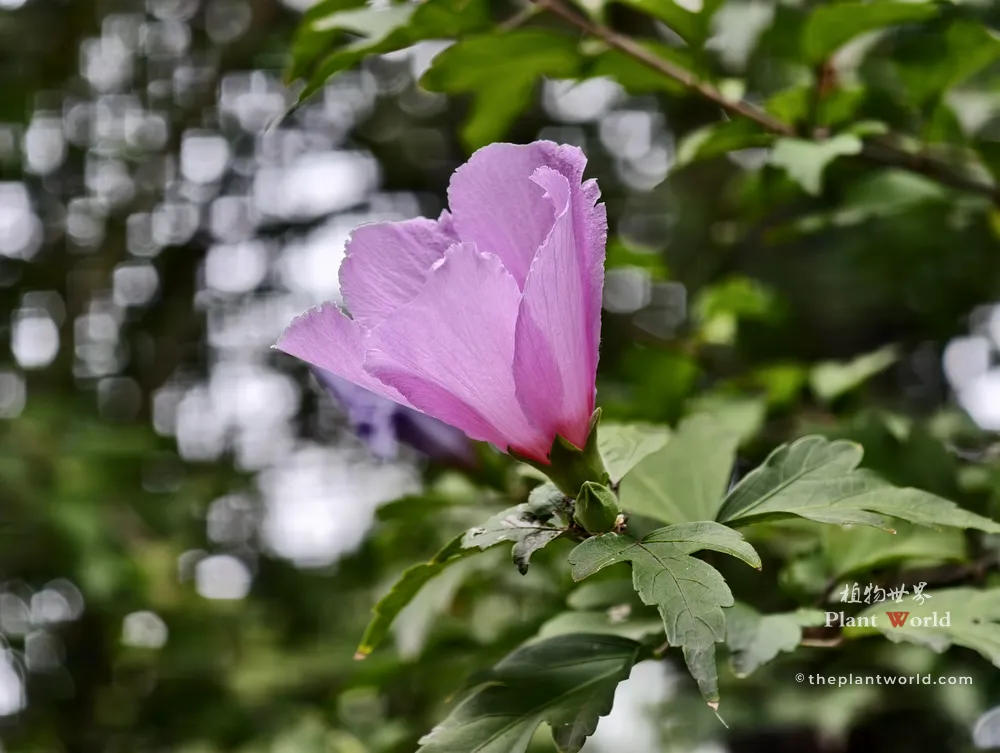 A side-view close-up shot of a half-open Rose of Sharon tree blossom (Hibiscus syriacus) showing a lavender-purple bud beginning to unfurl against a blurred green background.