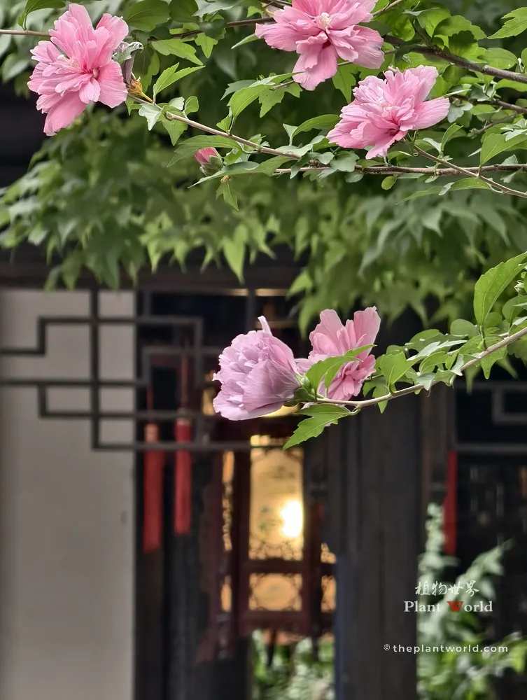 A medium close-up of pink double-flowered Rose of Sharon tree branches blooming in front of a blurred traditional Chinese garden courtyard with a lattice window and red tassels.