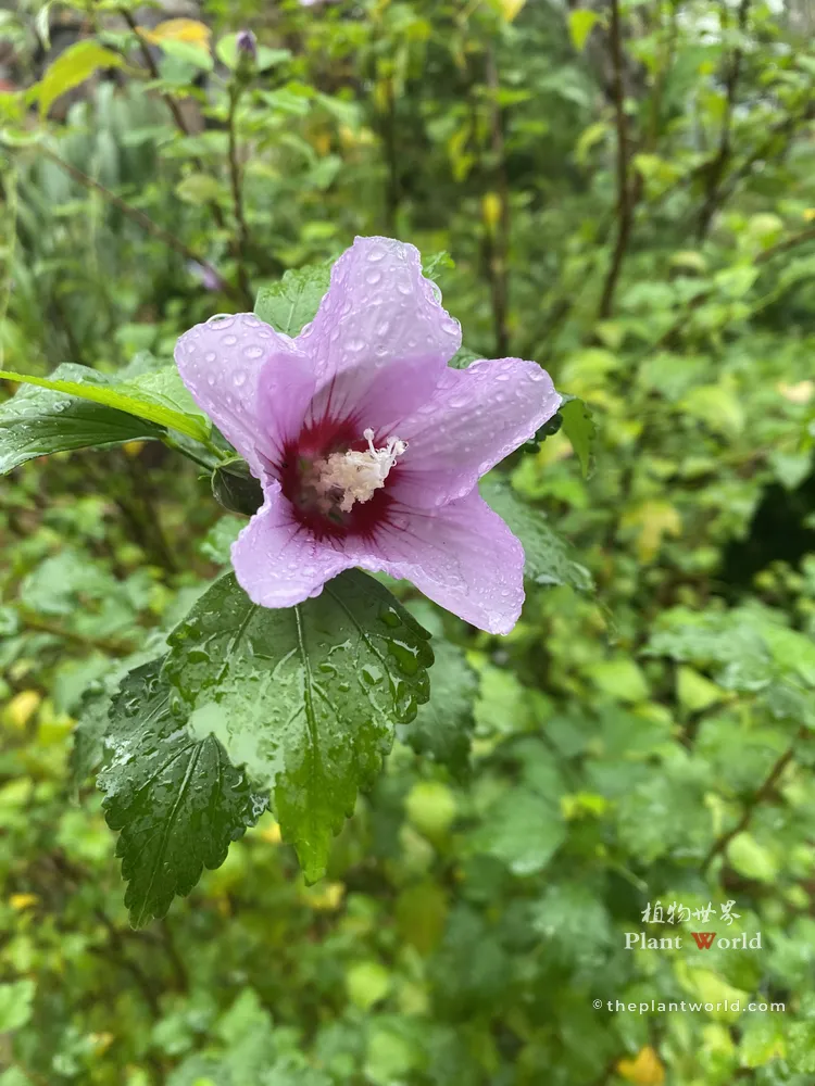 A botanical close-up of a single lavender Rose of Sharon flower with a deep red center covered in fresh raindrops, displaying wet green leaves after rainfall.