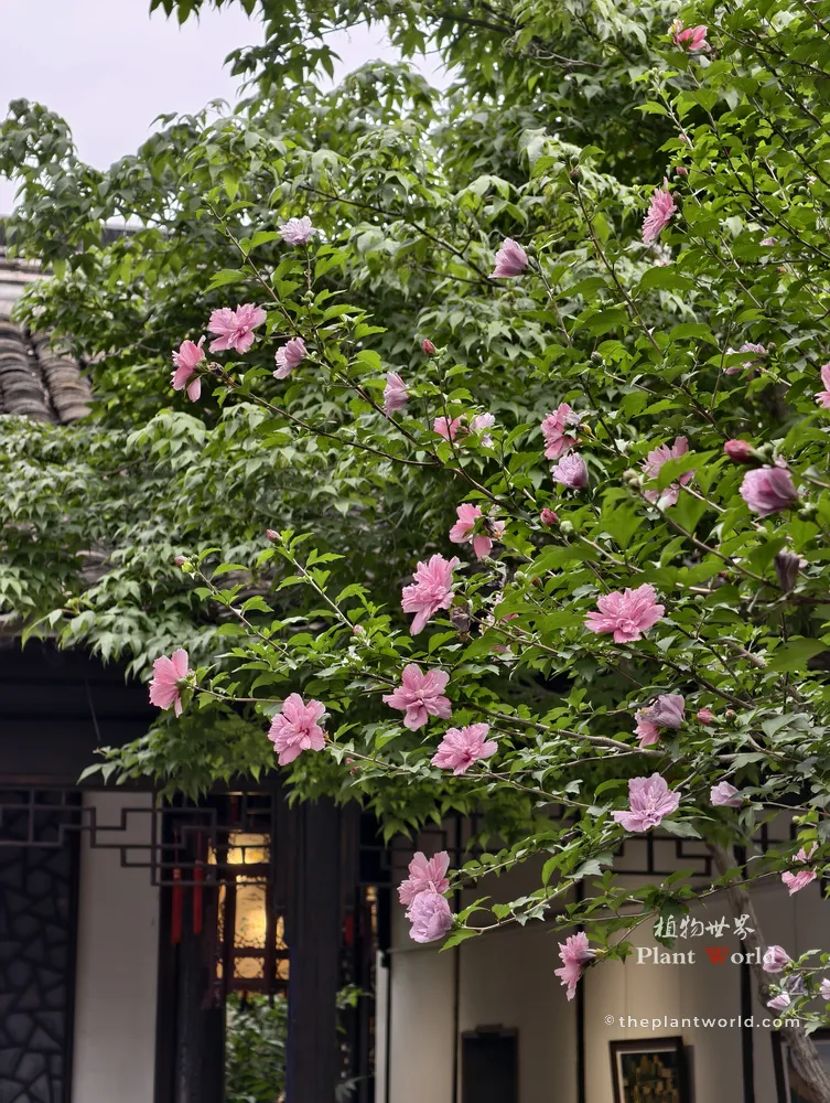 A medium shot of a flourishing Rose of Sharon tree (Hibiscus syriacus) with layered pink flowers on slender branches, set against a traditional Chinese pavilion background.