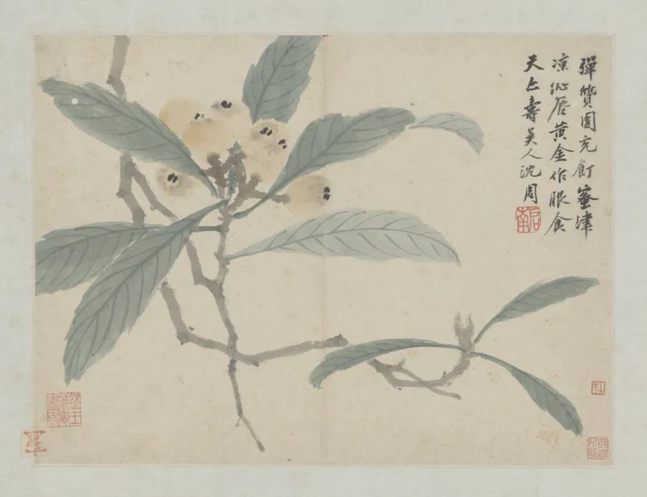 Classical Chinese ink and color painting of loquat branches titled "Loquat" by Ming Dynasty master Shen Zhou from his Album of Wo You, displaying delicate yellow fruits and elegant leaves with Chinese calligraphy inscription.