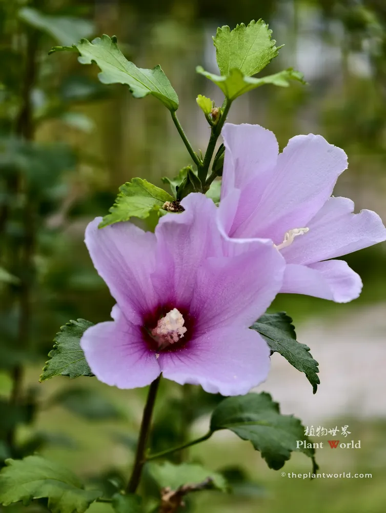 A crisp front-view shot of a single-flowered Rose of Sharon tree blossom (Hibiscus syriacus) with lavender petals and a deep red eye center, displaying distinctive notched, small rhomboid leaves.