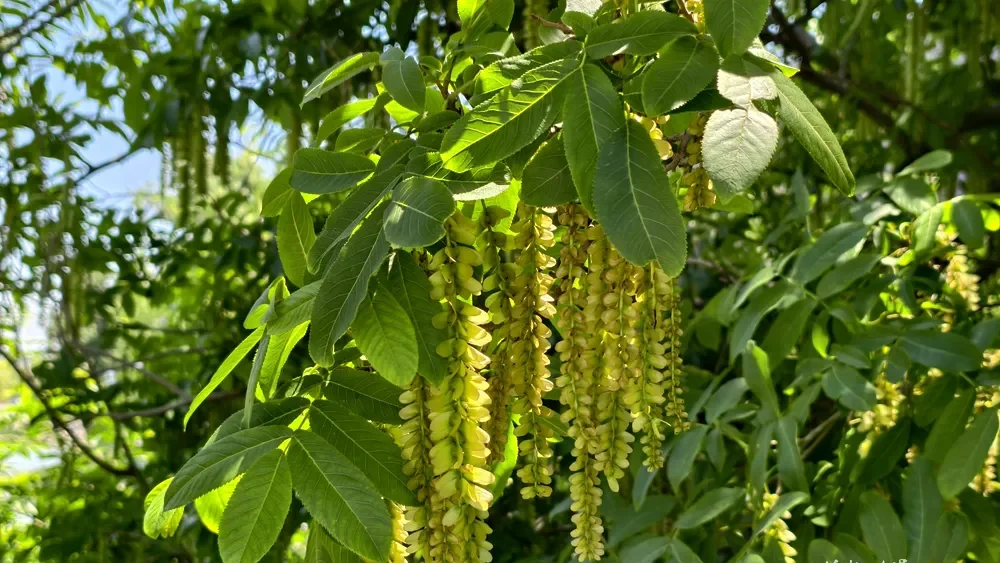 Sunlit green leaves and long pendulous winged fruit clusters of Pterocarya stenoptera (Chinese wingnut) glowing in the bright sunlight.