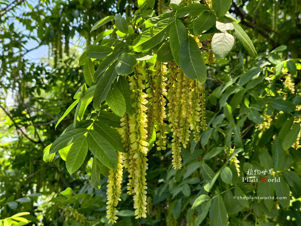 Sunlit Winged Fruits of Pterocarya stenoptera Sunlit green leaves and long pendulous winged fruit clusters of Pterocarya stenoptera (Chinese wingnut) glowing in the bright sunlight.