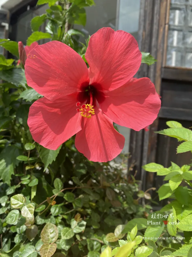 A detailed botanical comparison shot of a Tropical Hibiscus (Hibiscus rosa-sinensis) featuring a massive, vibrant red single flower with a prominent protruding yellow stamen column and glossy evergreen leaves.