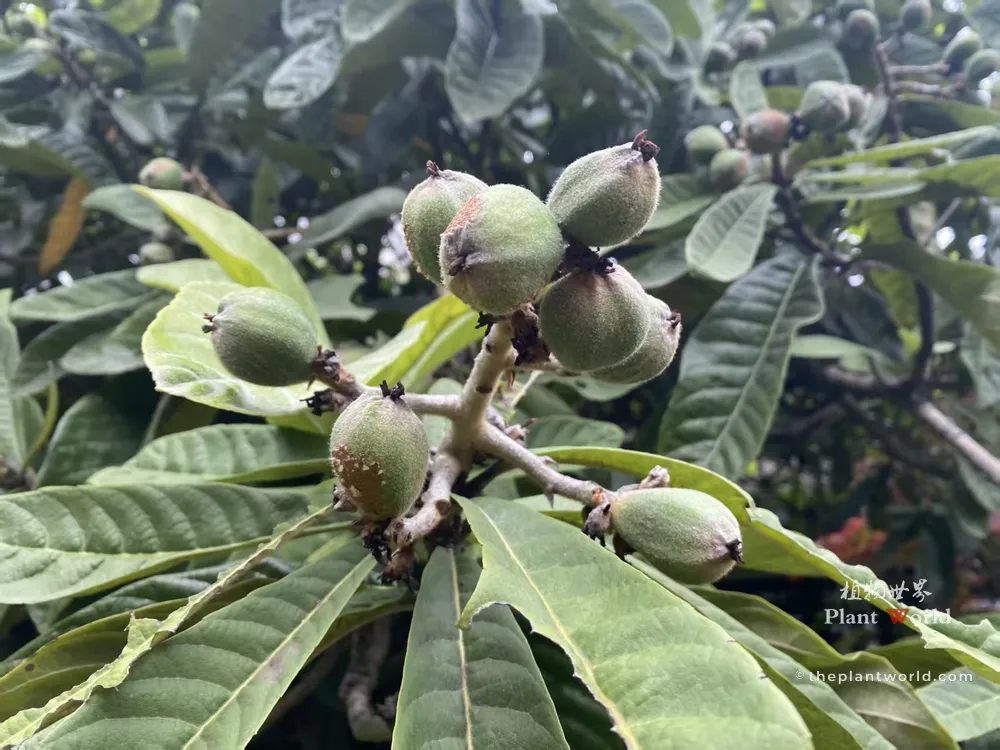 A cluster of unripe, green young Chinese loquat fruits covered in fine fuzzy hairs development on a branch in spring, surrounded by large textured leaves.
