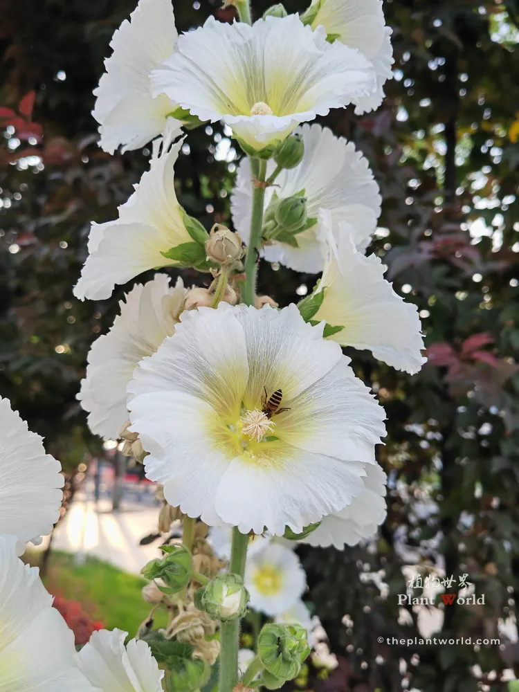 A vertical close-up of a tall white hollyhock stalk with a bee collecting nectar inside the pale yellow center of a fully bloomed ruffled flower, surrounded by other white blossoms and dark green summer foliage.