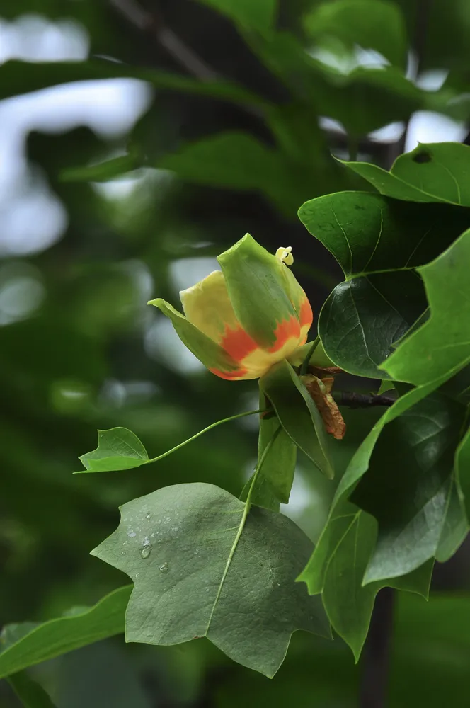 Close-up of an American tulip poplar flower showing distinctive bright orange bands at the petal base surrounded by saddle-shaped green leaves.