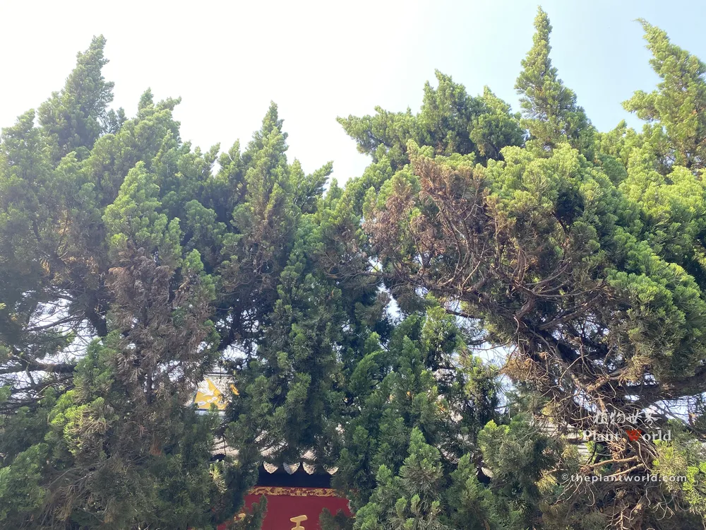 Ancient Chinese Juniper (Juniperus chinensis) at Beijing Confucius Temple, mature evergreen conifer with dense layered foliage, historic temple cypress