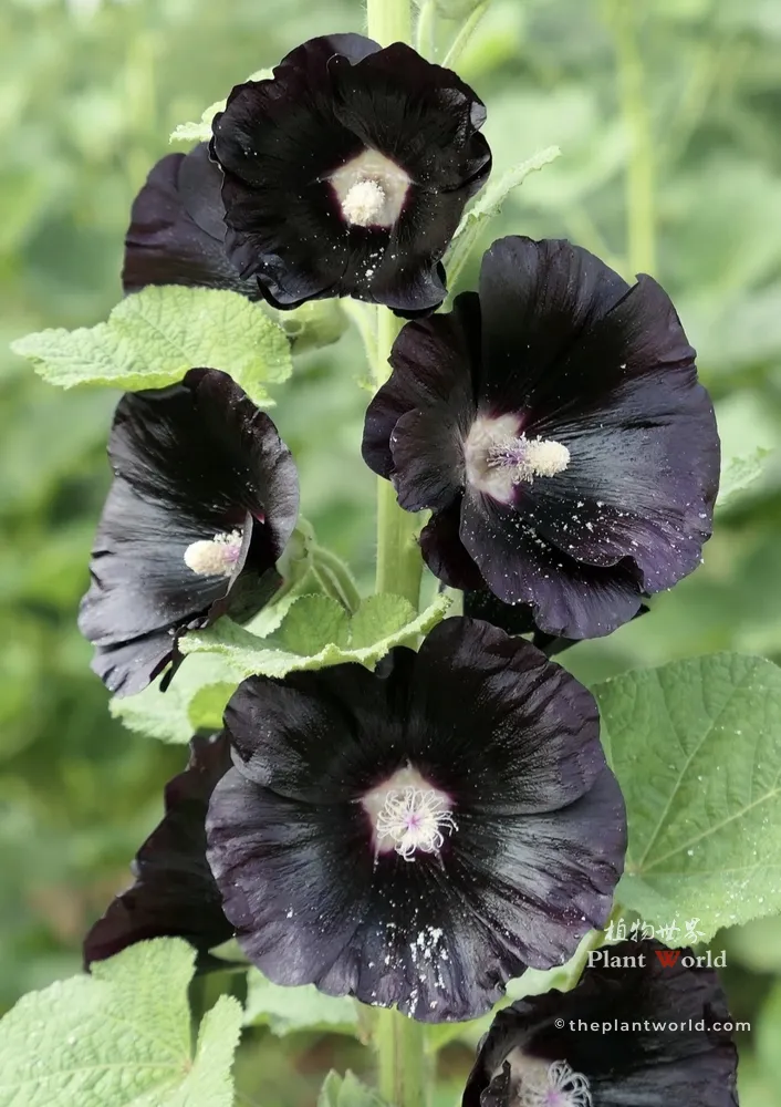 A close-up photograph of a flower stalk featuring striking dark purple-black single hollyhock blossoms with prominent pale yellow centers covered in pollen.