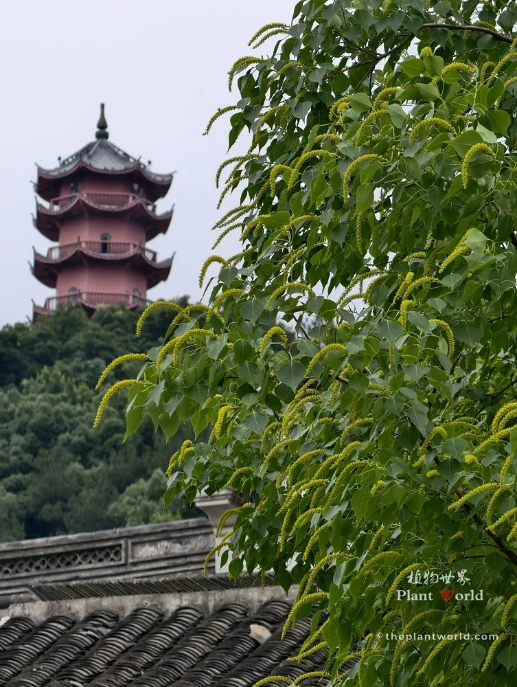 Blooming Chinese tallow tree (Popcorn Tree) with fresh green diamond leaves and pale yellow flower racemes, shot in Huishan Ancient Town, Wuxi, Jiangsu, China, beside traditional tiled Jiangnan buildings with hanging lanterns