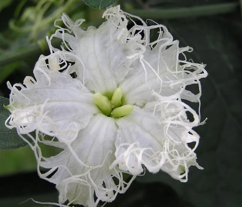 A detailed close-up of a female Chinese Snake Gourd (Trichosanthes kirilowii) flower, showcasing its distinct three-pronged green stigma at the center surrounded by white fringed lace petals.