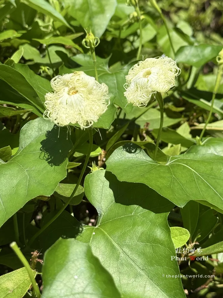 Two white Chinese Snake Gourd flowers under bright sunlight, with their delicate, lace-like fringed petals subtly curling inward and closing due to the intense light.