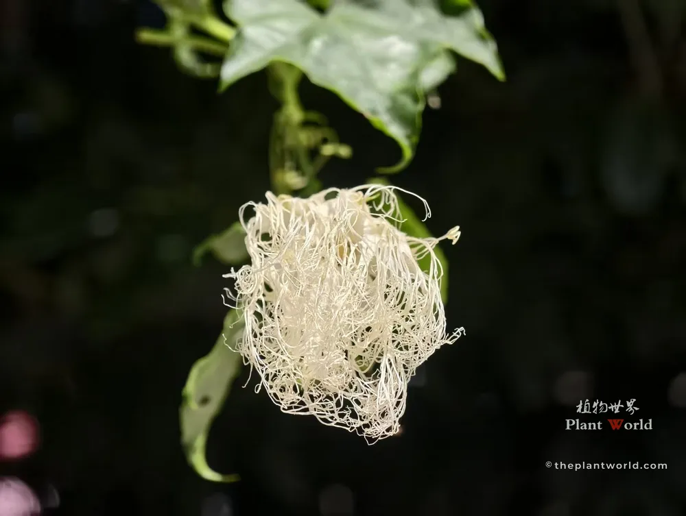 A closed flower of the Chinese Snake Gourd (Trichosanthes kirilowii) at dawn, with its white fringed lace petals tightly folded inward resembling a delicate cotton ball.